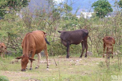 Đà Nẵng xử lý nghiêm tình trạng người dân nuôi thả gia súc trong khu dân cư sau vụ bé trai bị bò húc