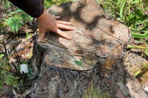 Nhiều cây thông caribe ở rừng phòng hộ Phú Ninh bị chặt phá