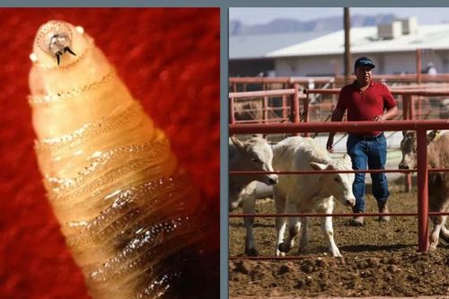 Mỹ tạm thời ngừng nhập khẩu gia súc sống từ Mexico
