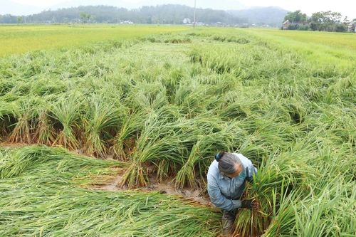 Nhanh chóng khắc phục lúa đổ ngã do ảnh hưởng mưa và gió lốc