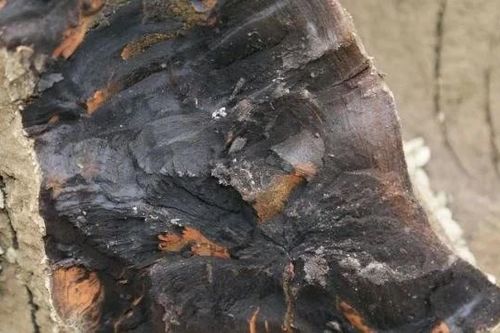 Khúc gỗ quý nghìn tỷ lăn lóc ven sông, lão nông sốc nặng