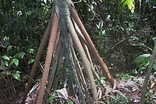 Sự thật chấn động loài cây 'biết đi' duy nhất trên thế giới