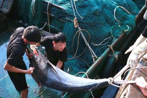 Ngư dân Nghệ An trúng đậm mẻ cá thu, cá kìm trị giá 700 triệu đồng