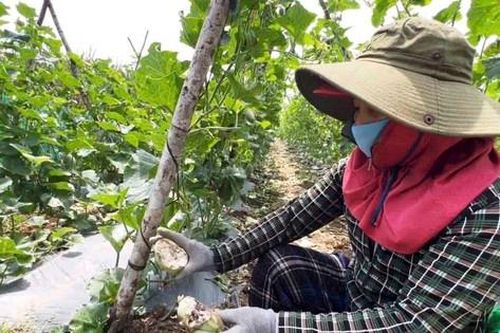 Đàn khỉ hoang quậy phá khiến người dân Quảng Ngãi mất ăn mất ngủ