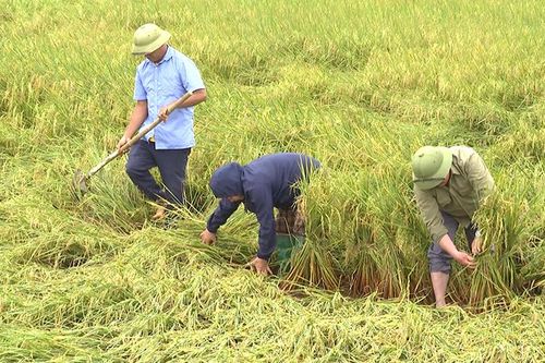 Chủ tịch UBND tỉnh Quảng Bình xuống đồng chỉ đạo khắc phục diện tích lúa đổ ngã do mưa lớn