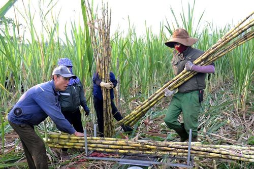 Nông dân một xã ở Nghệ An thu 300 triệu đồng/ha từ trồng mía giải khát