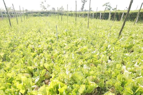 Mưa trái mùa, rau xanh ở Nghệ An rớt giá