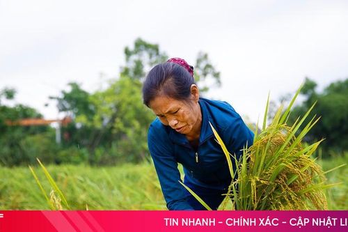 Nhanh tay 'hồi sức' lúa bị đổ ngã do mưa gió