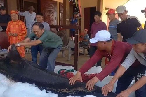 Quảng Ngãi: Cá ông liên tục dạt vào bờ chết, người dân làm lễ an táng theo tín ngưỡng