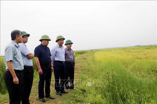 Khắc phục thiệt hại lúa Đông Xuân bị ngã, đổ do mưa lớn tại Quảng Bình
