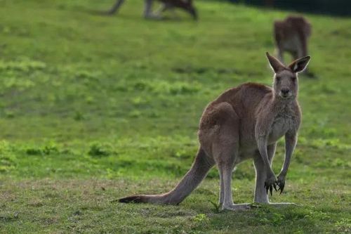 Người đàn ông nghi bị kangaroo tấn công dẫn tới tử vong