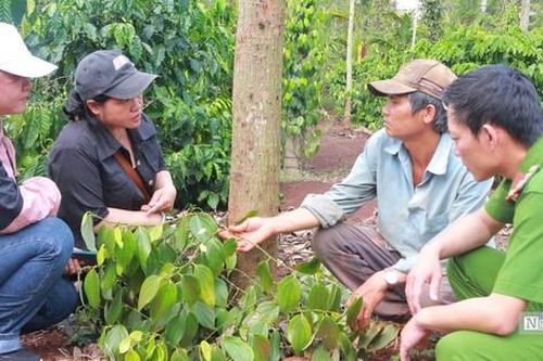 Giá hồ tiêu tăng cao, kẻ gian rình rập cắt trộm dây giống