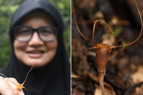 Phát hiện loài 'đèn lồng cổ tích' mới tại Malaysia