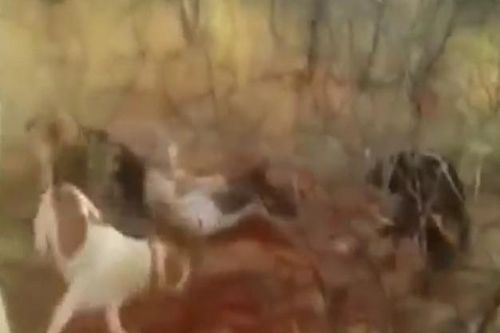 CLIP: Báo đốm bị bầy chó săn cắn xé dã man sau khi sập bẫy của thợ săn