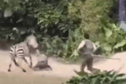 CLIP: Ngựa vằn nổi điên, ngoạm tay nhân viên vườn thú rồi kéo lê nhanh như bay và màn giải cứu gay cấn
