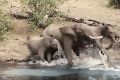 CLIP: Đang uống nước, voi rừng bị cá sấu 'tập kích' bất ngờ và cái kết