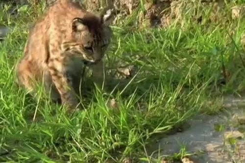 CLIP: Giả chết thoát hiểm, màn kịch xuất sắc của rắn mũi lợn trước nanh vuốt mèo rừng