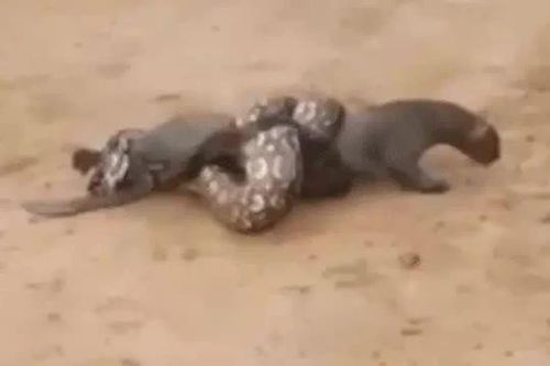 CLIP: Mèo rừng suýt bị trăn khổng lồ siết chết