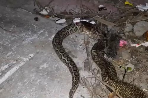 CLIP: Rợn người khoảnh khắc hổ mang chúa nuốt chửng rắn lục khổng lồ ngay trong sân nhà
