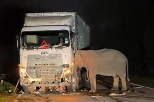 Voi con bị xe tải tông chết, voi mẹ có hành động khiến nhiều người rơi nước mắt