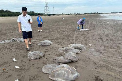 Hàng trăm tấn sứa biển dạt vào bờ, người dân Nam Định hồ hởi nhặt 'lộc trời'