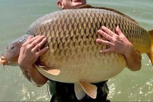 Đi câu cá 'giải sầu', người đàn ông câu được con cá chép khổng lồ, trọng lượng khó tin