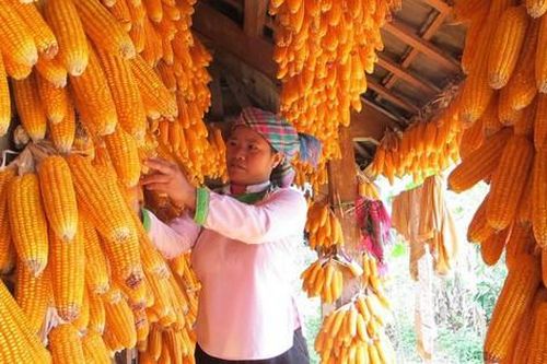 Phát triển hợp tác xã, đẩy mạnh giảm nghèo ở Lai Châu