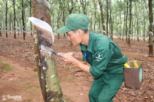 Đồng Nai ban hành 3 quyết định thu hồi đất của Công ty cao su Đồng Nai