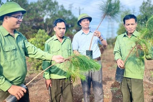 Đòn bẩy để phát triển lâm nghiệp bền vững