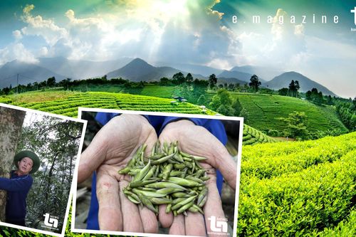 Giả thiết nào về lịch sử cây chè Thái Nguyên? - Kỳ 1: 'Kho báu' ẩn mình giữa rừng xanh