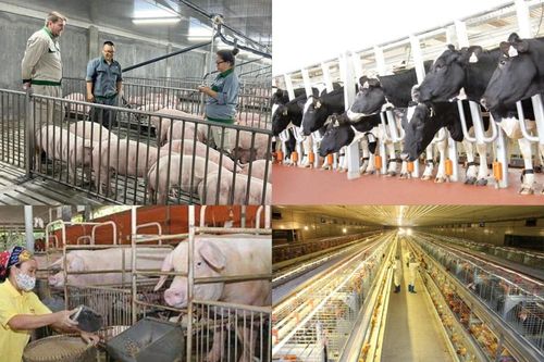 Thanh Hóa: 17.645 tỷ đồng đổ vào chăn nuôi công nghệ cao
