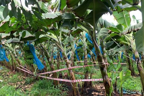 Điều tra vụ thi thể trẻ sơ sinh đang phân hủy trong túi vải đen