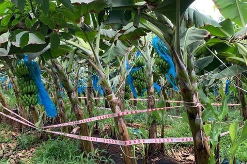 Tá hỏa phát hiện thi thể trẻ sơ sinh trong vườn chuối ở Bà Rịa- Vũng Tàu