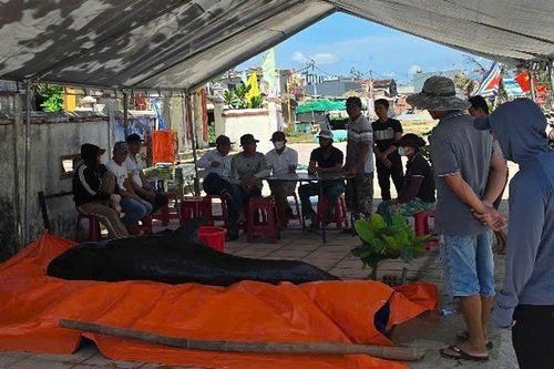 Cá voi khủng nặng 400kg dạt vào bờ biển Quảng Ngãi có gì đặc biệt?
