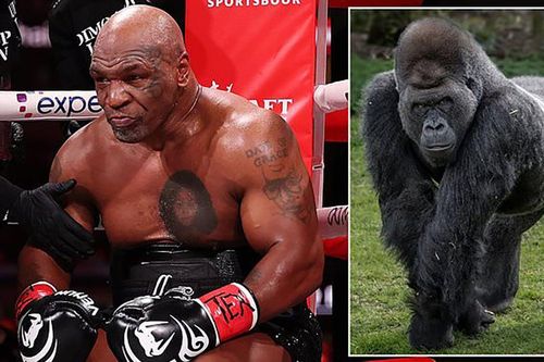 Giới võ thuật 'dậy sóng' vì 1 câu hỏi, Mike Tyson tuyên bố hùng hồn
