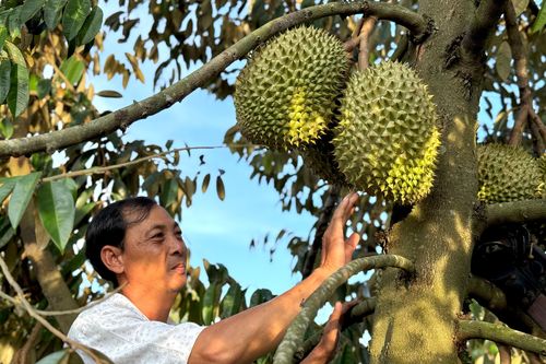 Mất mùa, mất giá, nông dân trồng sầu riêng loay hoay bài toán nhiễm độc kim loại nặng