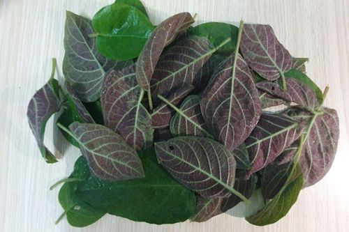 Lá mơ chữa bệnh gì?