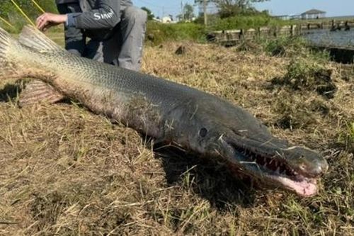 Cần thủ câu được con cá khổng lồ 2,2 mét, nặng 70kg trong hồ