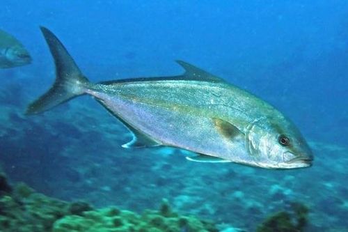 Giống cá quý hiếm được Việt Nam sinh sản nhân tạo thành công có gì đặc biệt?