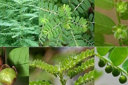 Cây chó đẻ chữa bệnh gì?