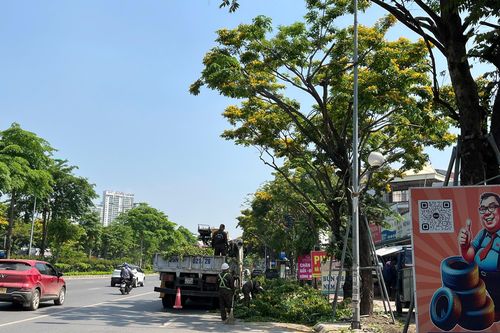 Giáng hương đang mùa hoa nở rộ, sao lại cắt tỉa?