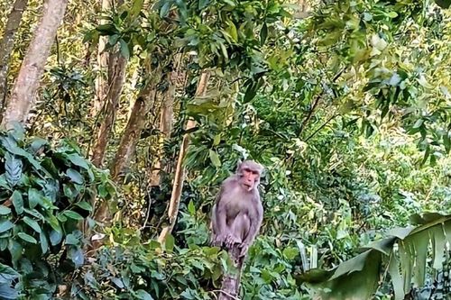 Quảng Ngãi: Đàn khỉ xuống núi cắn phá hoa màu của nông dân