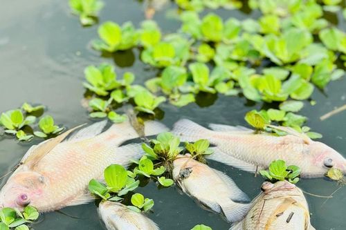 Quảng Ngãi: Cá chết hàng loạt trên sông Bàu Giang