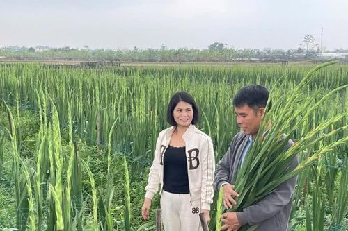 Đa dạng các mô hình nông nghiệp công nghệ cao ở huyện Gia Lâm