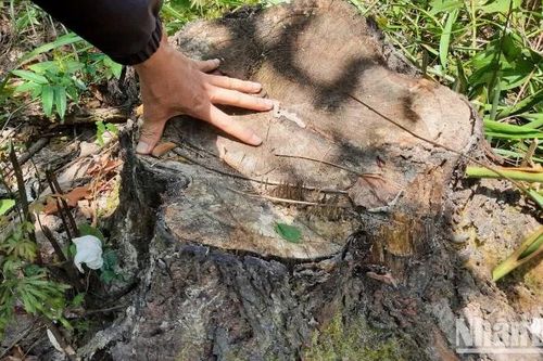 Xác minh hành vi vi phạm Luật Lâm nghiệp ở rừng phòng hộ Phú Ninh