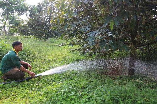 Nhiều diện tích cây trồng bị ảnh hưởng do hạn hán, thiếu nước