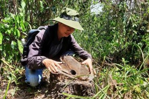 Ban Quản lý rừng phòng hộ Phú Ninh phản hồi vụ việc nhiều cây thông caribe bị đốn hạ