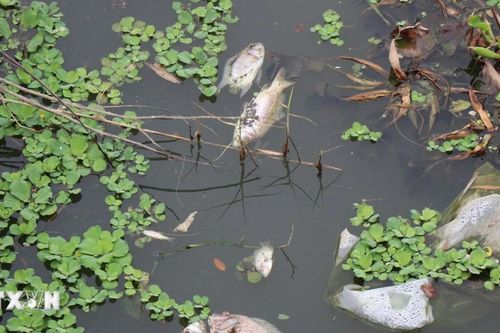 Quảng Ngãi: Cá chết bất thường trên sông Bàu Giang gây mùi hôi tanh nồng nặc