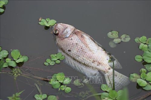 Làm rõ nguyên nhân cá chết bất thường trên sông Bàu Giang