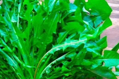 Cây dại ven đường ở Việt Nam sang nước ngoài hóa đặc sản đắt đỏ, Mỹ đánh giá 'tốt bậc nhất thế giới'